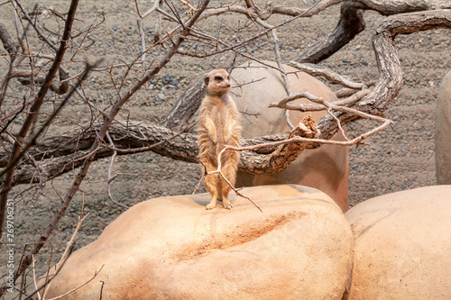 Surricate stands on a stone and looks away.