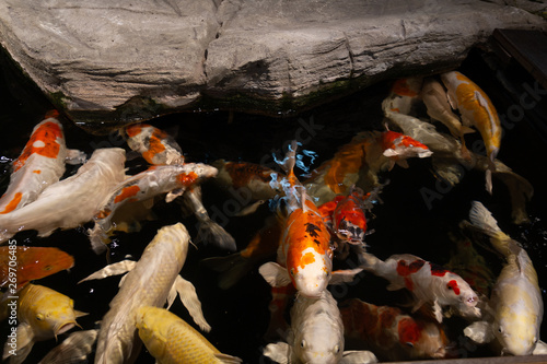 A multi-colored carp koi swims near the surface of the water near the stone.