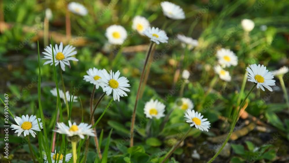 Daisies in a garden during the spring season. Shot in 4K UHD. Daisies in a garden during the spring season. Shot in 4K UHD.