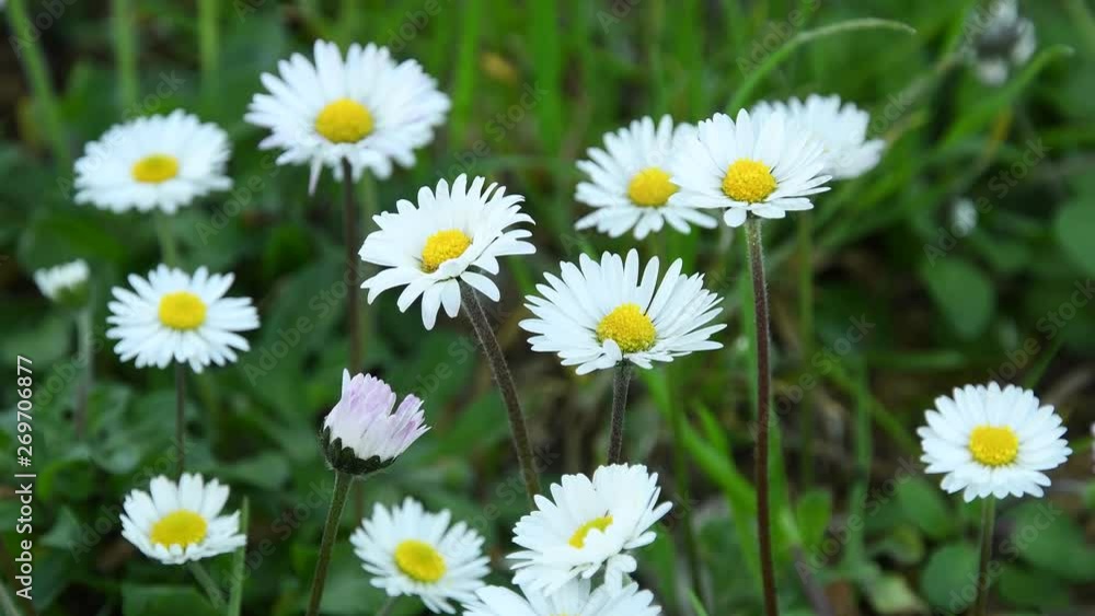 Daisies in a garden during the spring season. Shot in 4K UHD. Daisies in a garden during the spring season. Shot in 4K UHD.