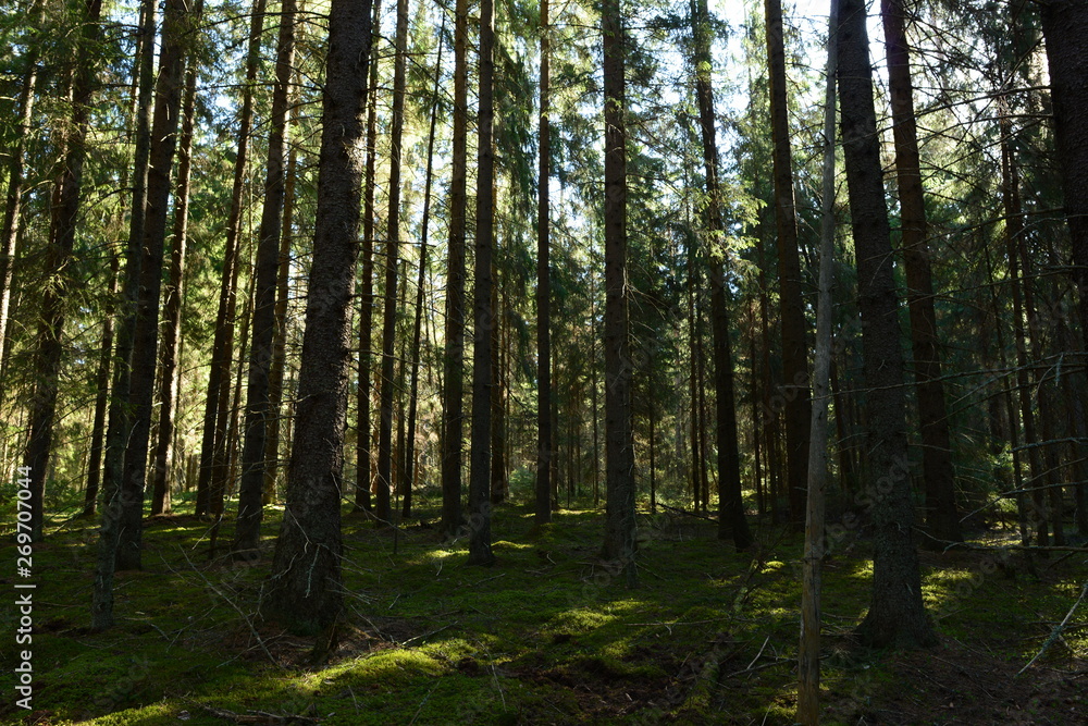 Spruce forest moss cover dug wild boars in the shadows and the light of the morning sun Spruce forest moss cover dug wild boars in the shadows and the light of the morning sun