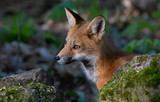 Red fox kit Vulpes vulpes walking through the forest in springtime in Canada 