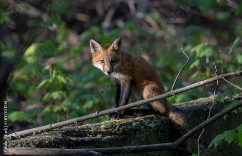 Red fox kit Vulpes vulpes sitting on a rocky ledge in the forest in early spring in Canada © Jim Cumming
