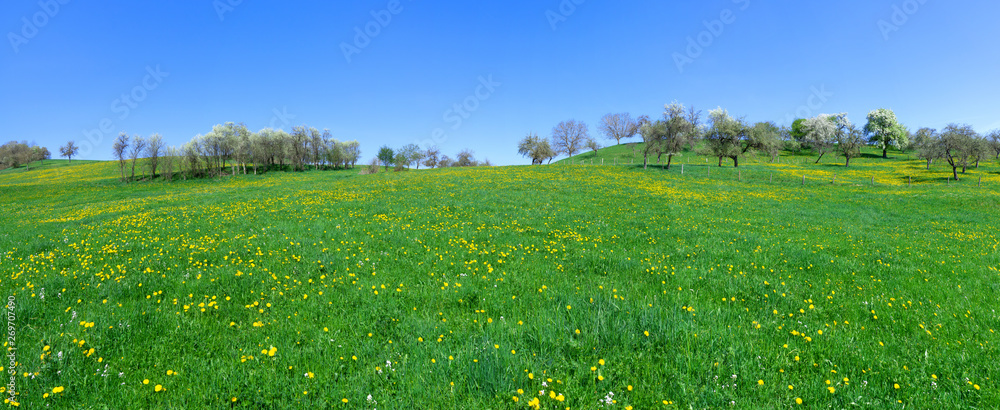 Panorama - Große Wiese mit gelbem Löwenzahn an einem Hügel mit blühenden Bäumen