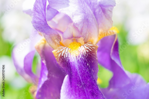 Fototapeta Naklejka Na Ścianę i Meble -  Spring purple flower close-up in a city park