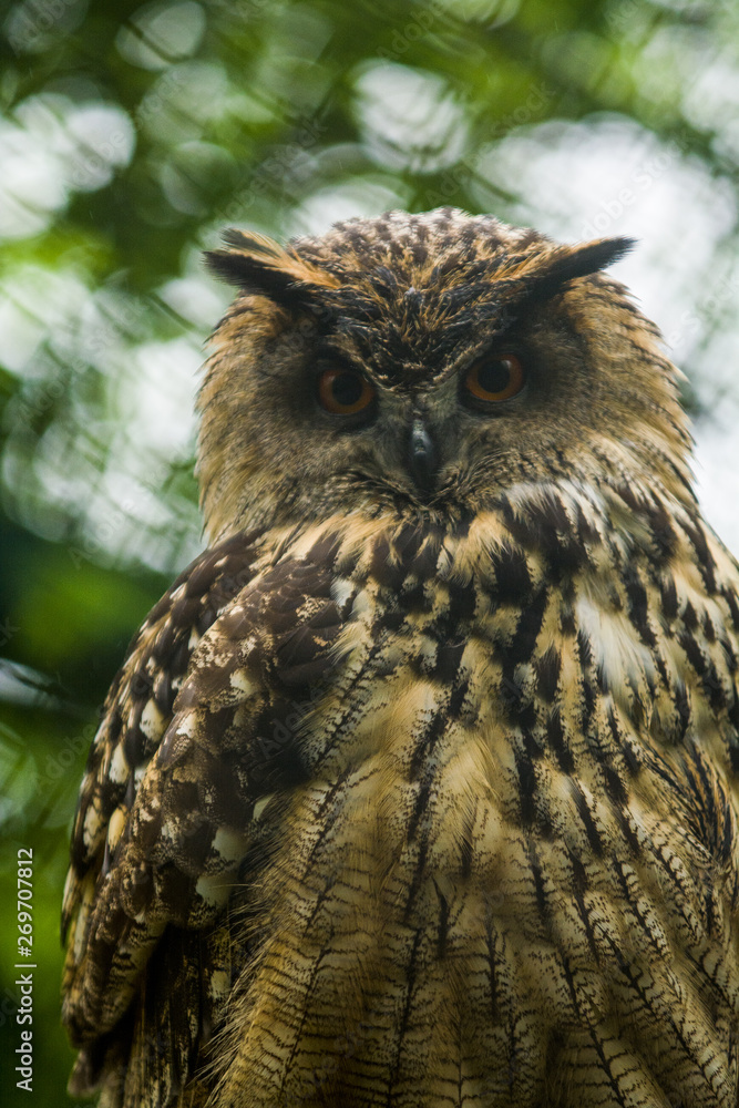 Obraz premium The big brown owl sits on a tree and looks down.