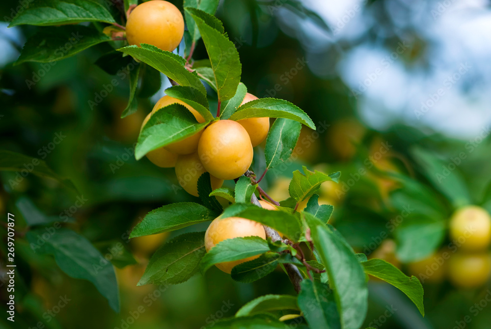 yellow cherry plums on the branches