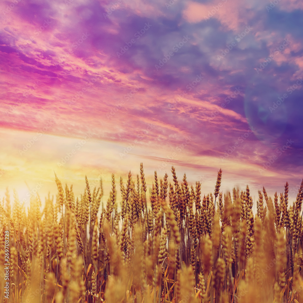 Majestik Sunset over the Wheat Field. Majestik Sunset over the Wheat Field.