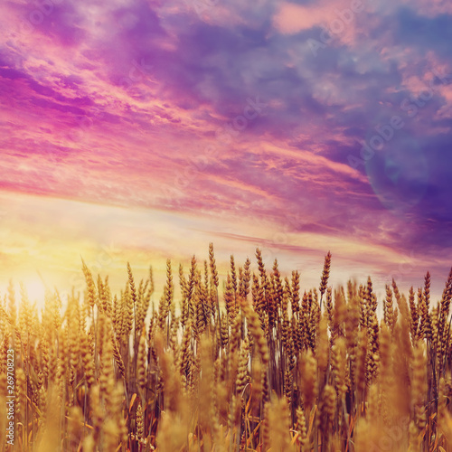 Majestik Sunset over the Wheat Field.