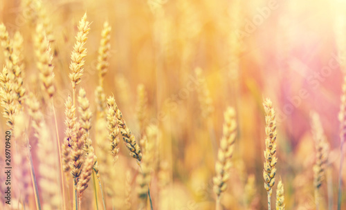 Wheat field. full of ripe grains, golden ears of wheat or rye close up.