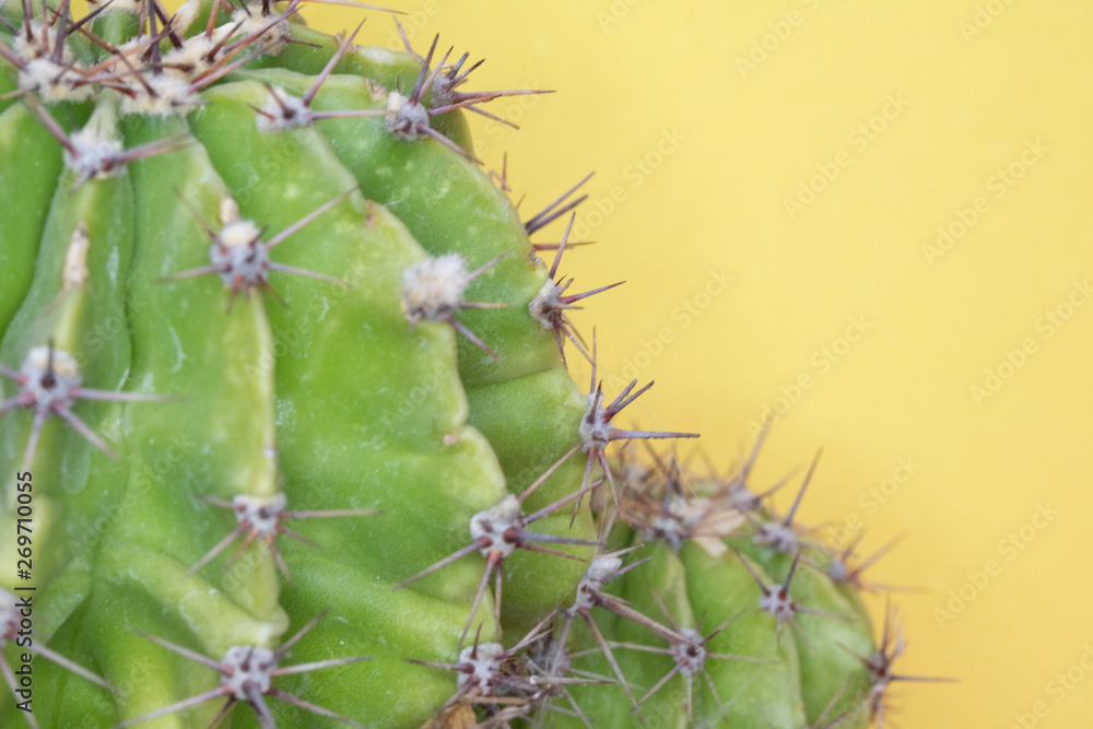 Close Up of a Spiky Cactus Cacti or Succulent on a Yellow Background Close Up of a Spiky Cactus Cacti or Succulent on a Yellow Background
