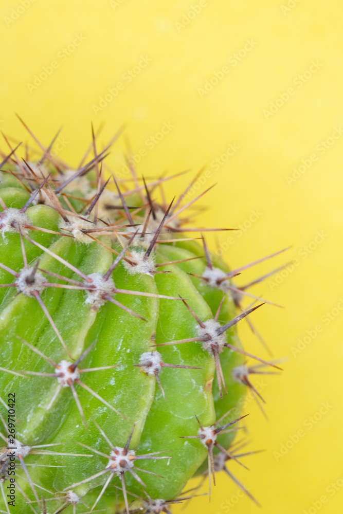 Close Up of a Spiky Cactus Cacti or Succulent on a Yellow Background Close Up of a Spiky Cactus Cacti or Succulent on a Yellow Background