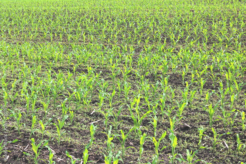 Young green corn seedlings in spring on agricultural field