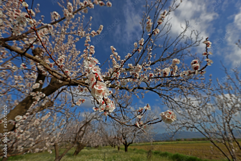 Apricot tree and flowers