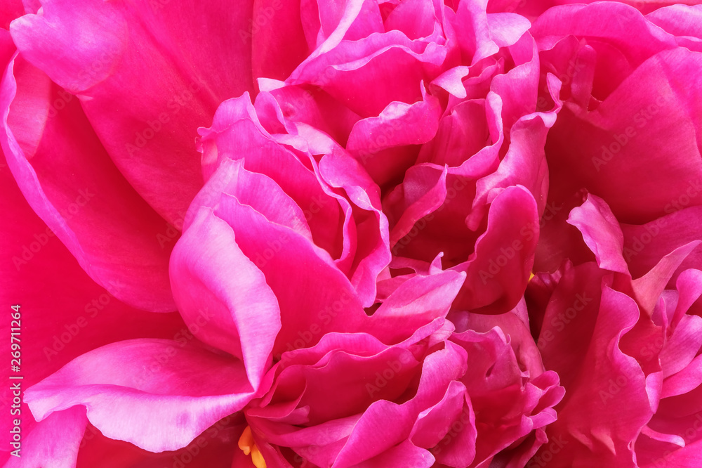 Pink peony blooms closeup