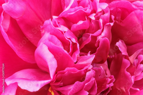 Pink peony blooms closeup © aviavlad
