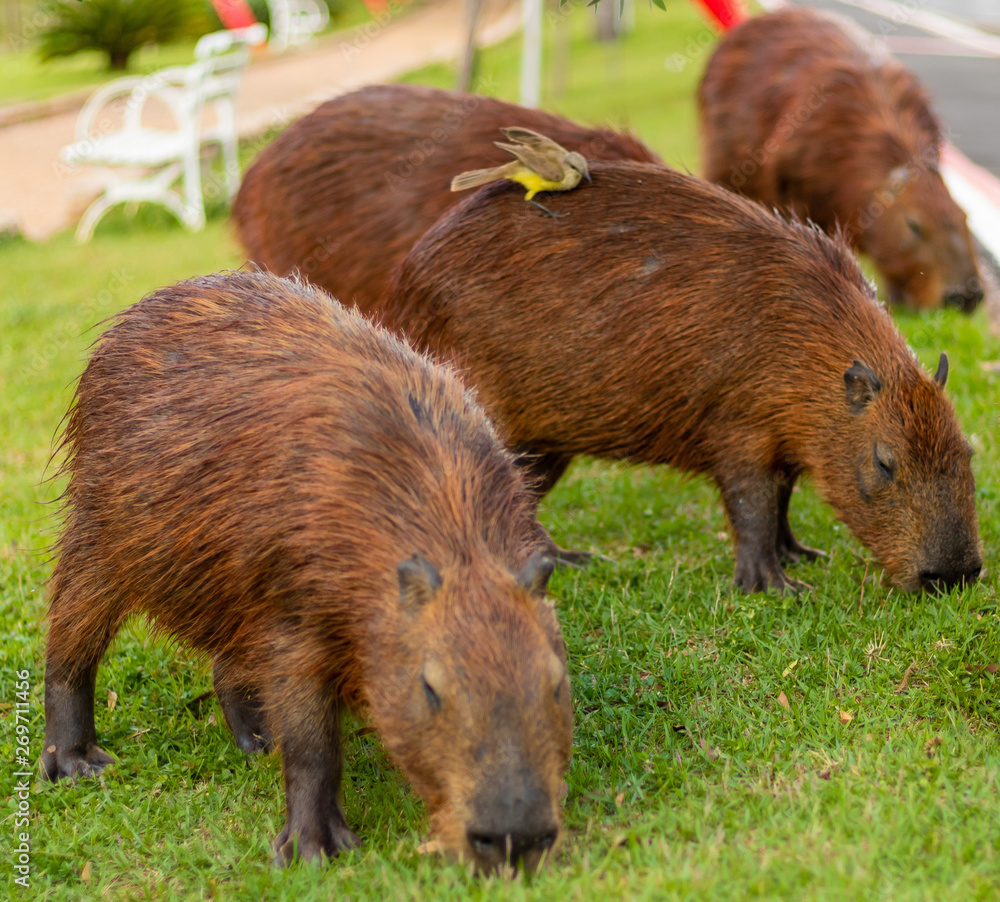 wild boar in forest wild boar in forest