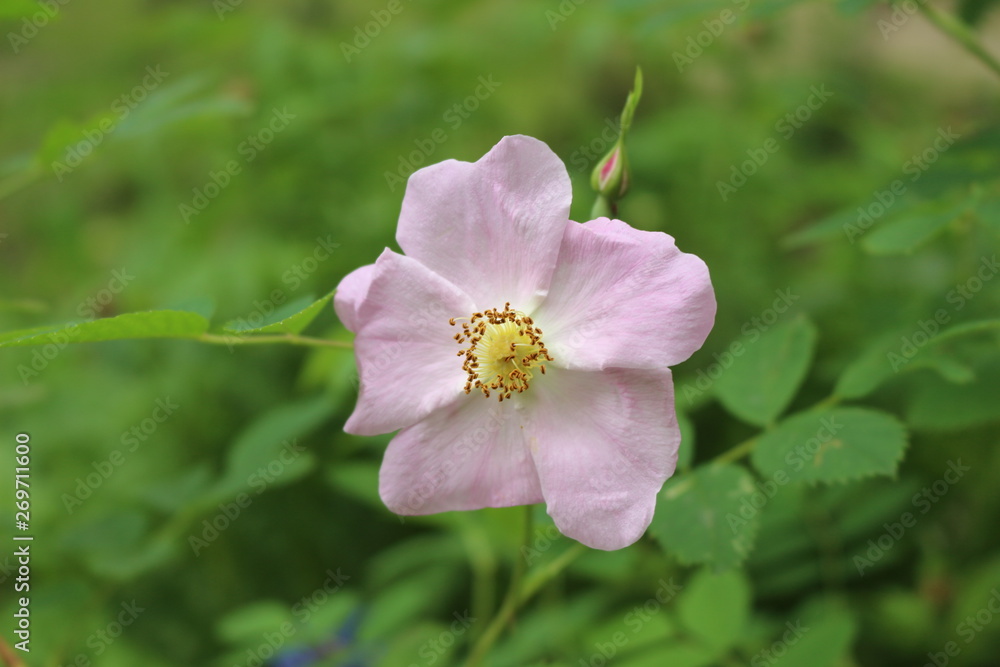 Pink wild rose blooms in early summer. Her flowers are very fragrant and beautiful. Pink wild rose blooms in early summer. Her flowers are very fragrant and beautiful.