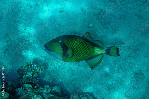 Balistoides viridescens, Titan triggerfish