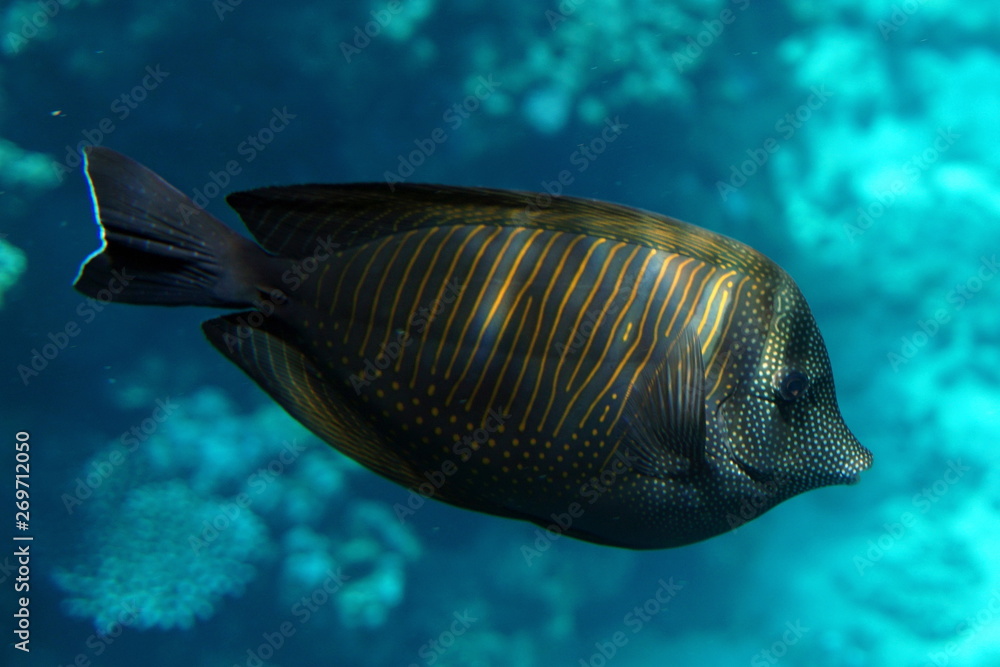 Fototapeta premium Zebrasoma desjardinii, Desjardin's sailfin tang