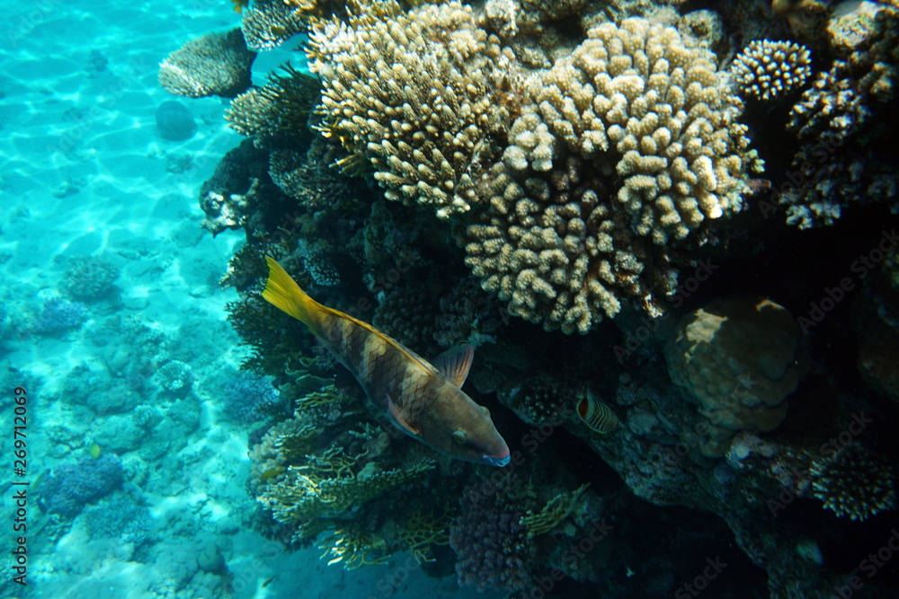 Scarus ferrugineus, Rusty parrotfish Scarus ferrugineus, Rusty parrotfish
