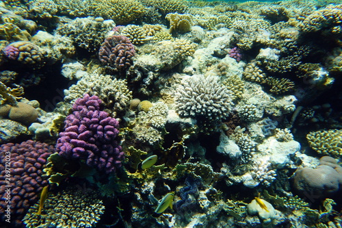 Red Sea reef © BSG_1974