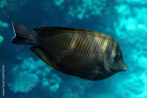 Zebrasoma desjardinii, Desjardin's sailfin tang photo