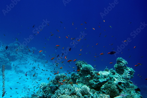 Fototapeta Naklejka Na Ścianę i Meble -  Red Sea reef