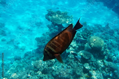 Zebrasoma desjardinii, Desjardin's sailfin tang