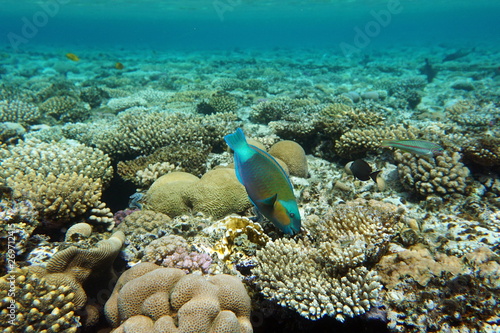 Chlorurus sordidus  Daisy parrotfish