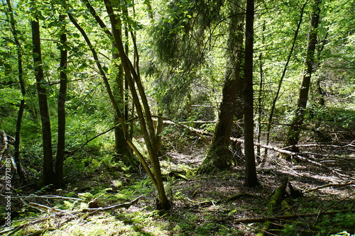  Urwald  am Lichtenthaler Weiher