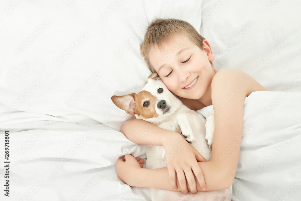 boy sleeping with dog jack russell on white bed at home boy sleeping with dog jack russell on white bed at home