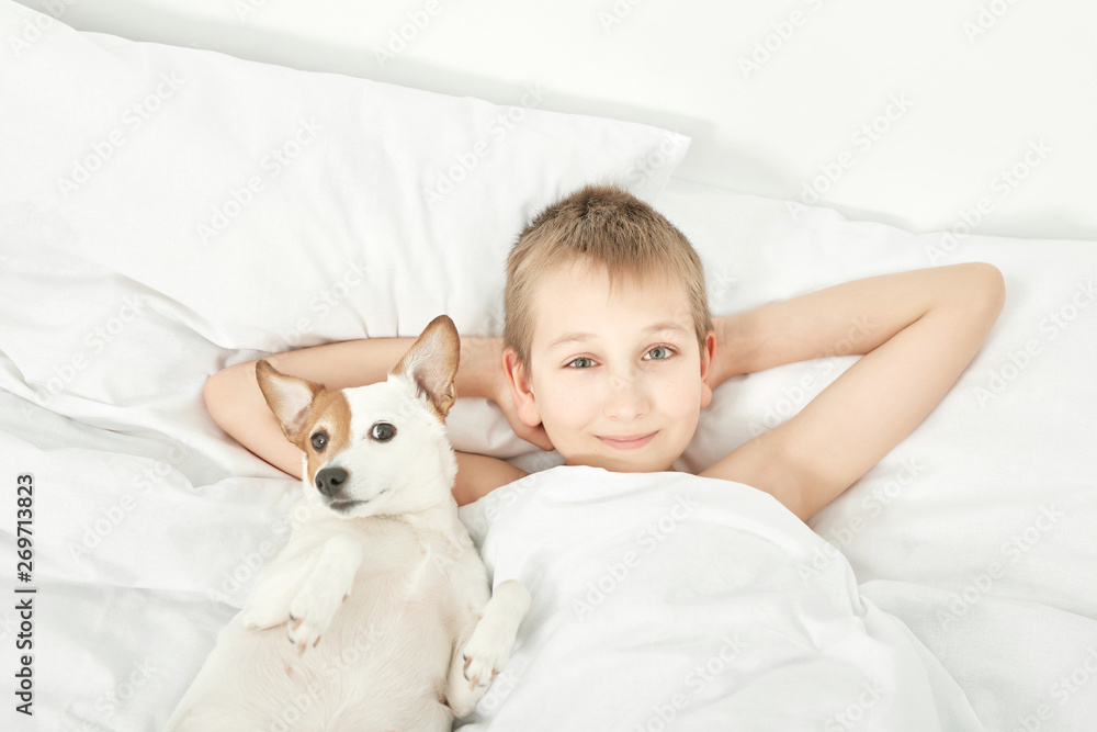 boy sleeping with dog jack russell on white bed at home boy sleeping with dog jack russell on white bed at home