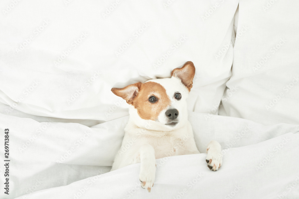 Jack Russell dog is lying on a white bed Jack Russell dog is lying on a white bed