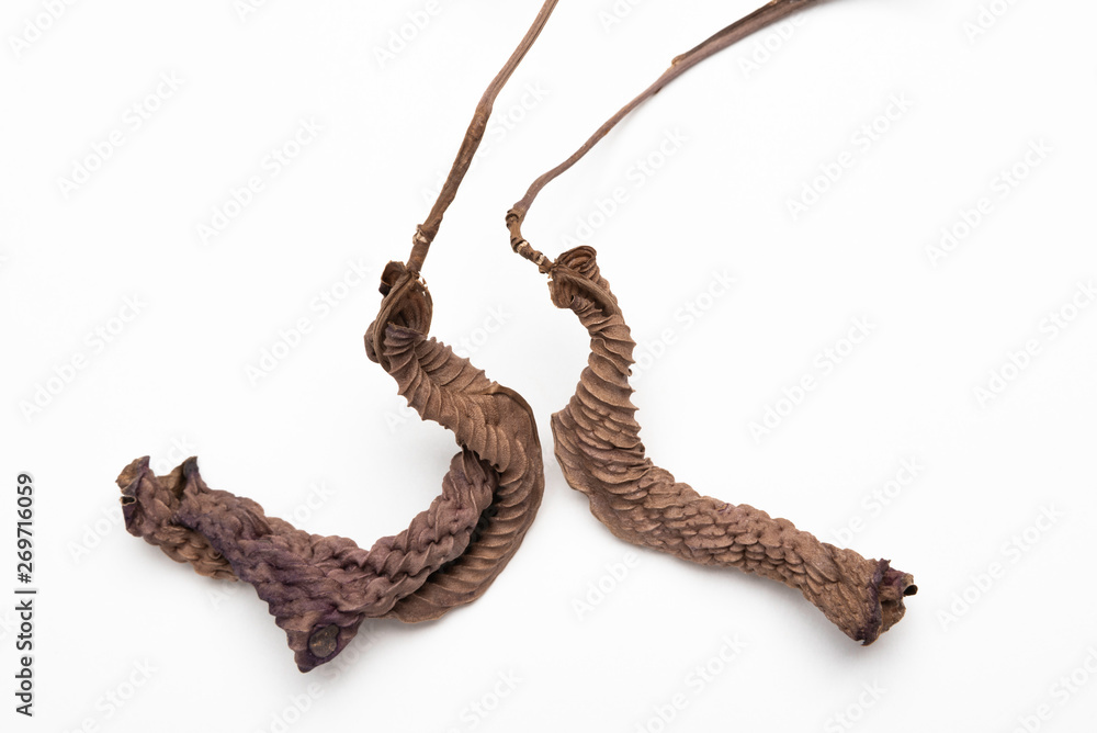Fototapeta premium A close-up look at the form, shape and texture of two dried brown leaves set artistically as fine art composed image on a plain white background.