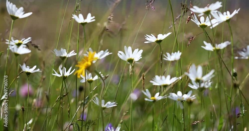 Abstract background of Alpine flowers chamomile.