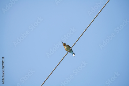 Chestnut - headed Bee - eater