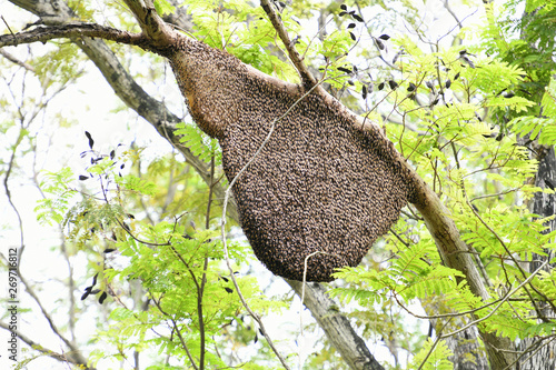 Bee hive