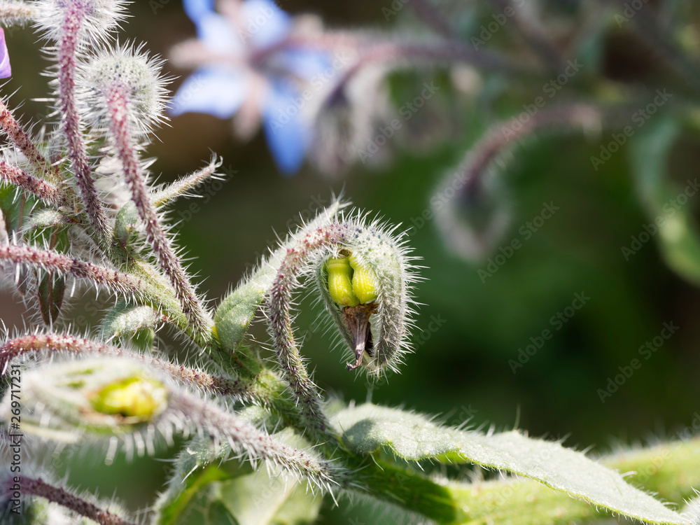 Blütenstand einer Borretsch oder Kukumerkraut (Borago officinalis) Blütenstand einer Borretsch oder Kukumerkraut (Borago officinalis)