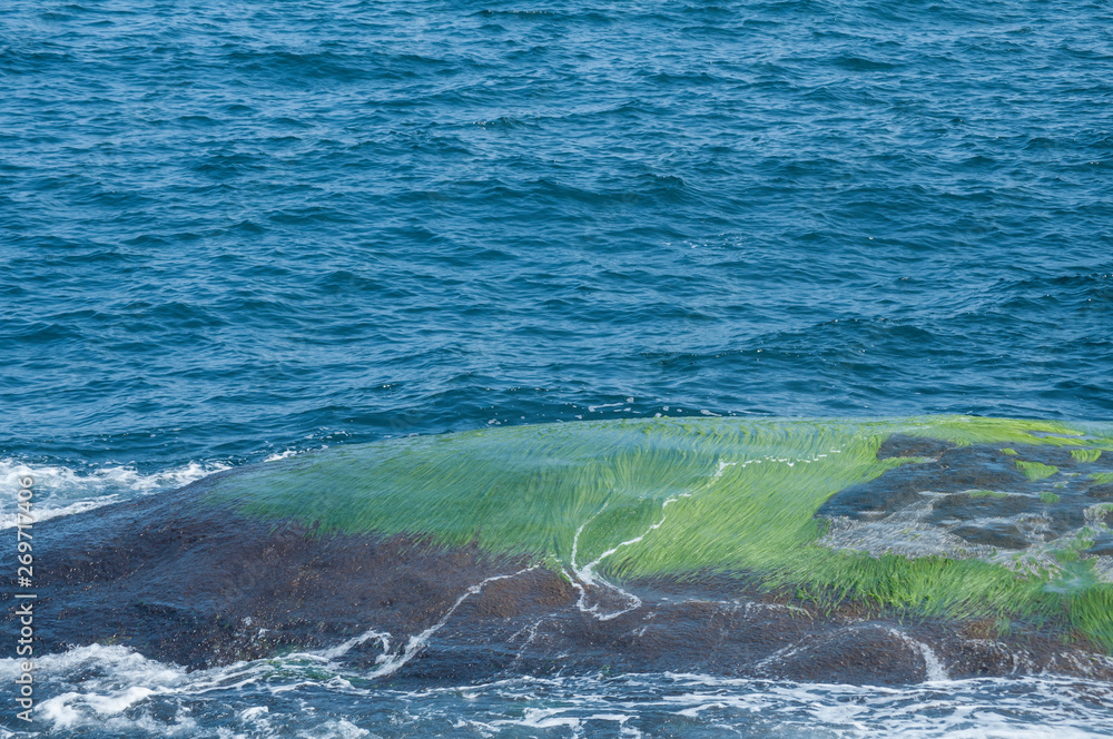 Obraz premium Sea rocks overgrown with green algae closeup in sunny summer day