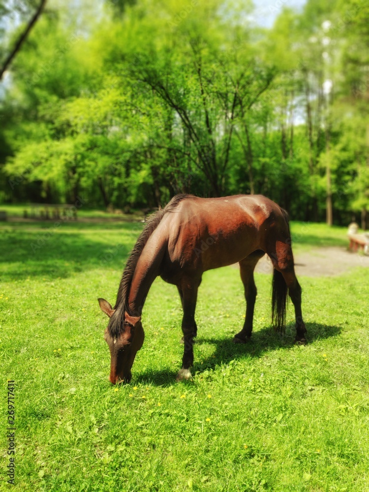 horse in the field