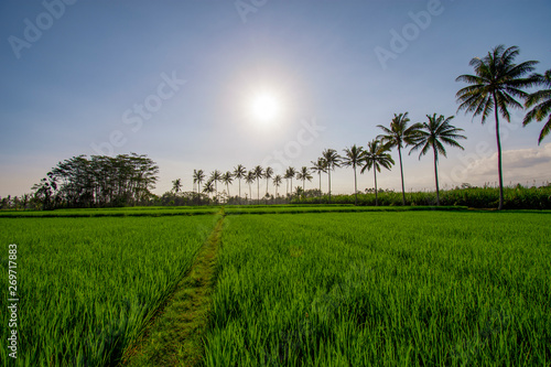 Coconut trees with a clear sky