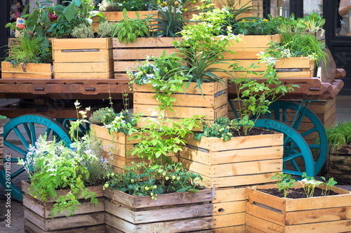 Plants and flowers in Covent Garden, London