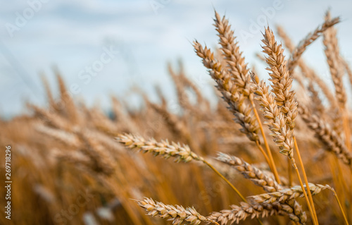 Wheat Field and perfect Blue Sky Background.