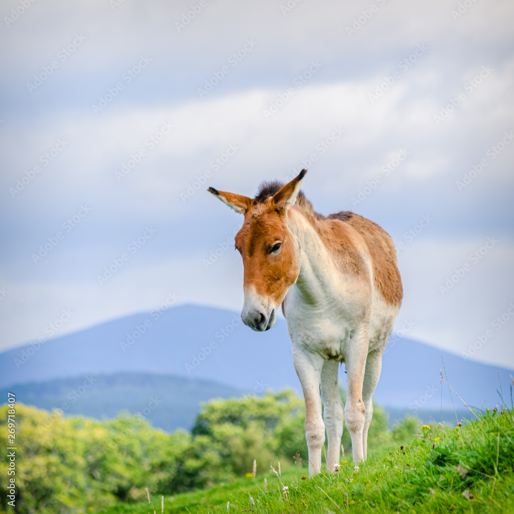Fototapeta premium Asian Wild Pony on Hillside