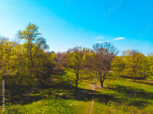 Fototapeta Naklejka Na Ścianę i Meble -  green environmental park with copy space in the sky