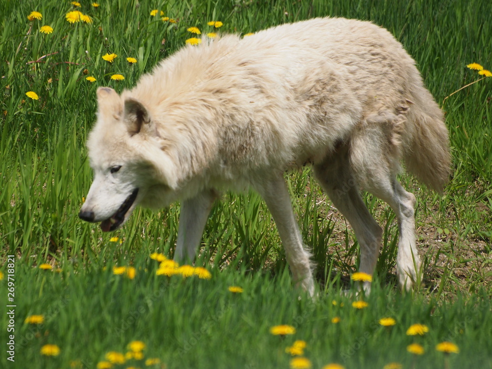 Fototapeta premium OLYMPUS DIGITAL CAMERA