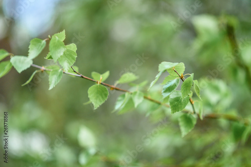 Young branches of a birch in forest