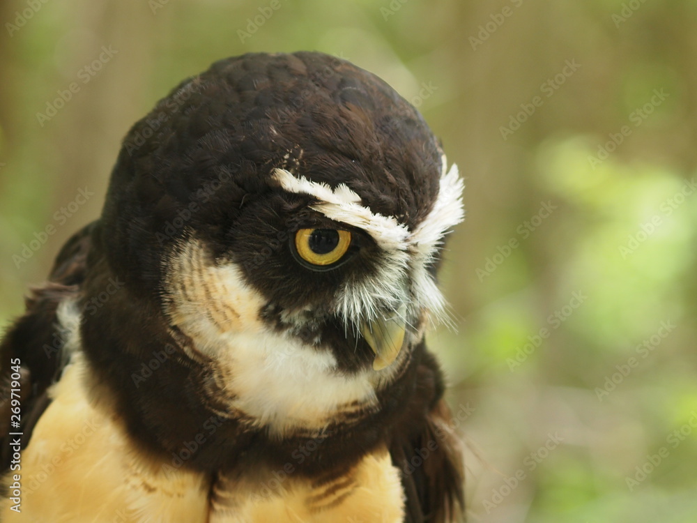 Obraz premium OLYMPUS DIGITAL CAMERA