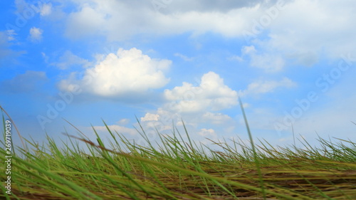 Grassland and blue sky with light clouds